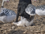 snow goose hunting