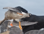 Missouri Specklebelly Goose