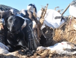 Missouri snow goose hunt