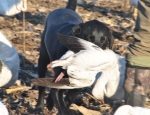 spring snow goose hunting