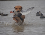 Duck hunting trip
