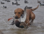 duck hunting