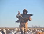 Missouri specklebelly goose