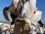 spring snow goose hunt