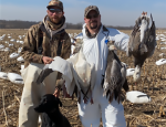 Missouri snow goose hunting