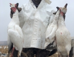 spring snow goose hunt