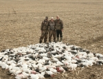 spring snow goose hunting