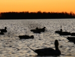 Missouri duck hunting