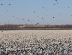 snow geese