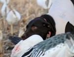 snow goose hunting