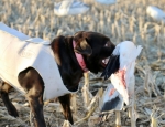 snow goose hunting