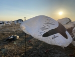 Blue goose and snow goose decoy