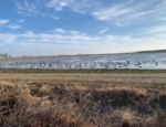 Duck and Goose hunting spread