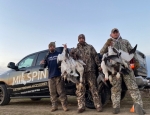 Guided snow goose hunt in Missouri