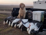 Guided snow goose hunt