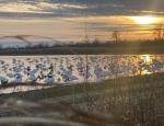 Missouri snow goose hunting