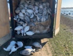 More snow goose full bodies going out