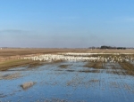 Snow goose spread