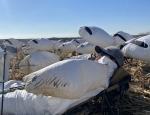 Taking a nap during a snow goose hunt