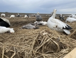 a look our over the snow geese decoys