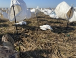 a look out across the dougnut field snow goose hunting