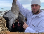 banded Blue goose