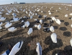 better look at the dougnut field with a few snow geese