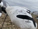 bloody snow goose decoys