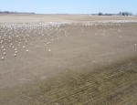 corner snow goose field