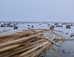 duck and goose hunting Missouri