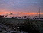 duck and speckelbelly goose hunting SE Mo