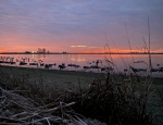 duck and speckelbelly goose hunting SE Mo