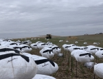 farming the snow goose decoys