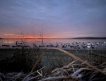 goose hunting semo