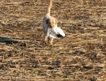 got him a snow goose