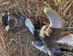 nice Blue Goose taken in Missouri