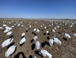 one of our snow goose decoy spreads