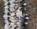pile of Missouri snow geese