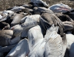 pile of snow geese