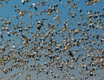 snow_geese