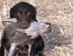 Dakota with a real ugly juvi blue  snow goose