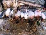 Mixed bag of duck taken on SE Missouri duck hunting