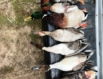 Mixed bag of ducks and geese taken in SE Missouri duck and Goose hunt
