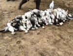 Pile of snow geese taken in Missouri