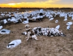 Rose with a nice pile of snow geese down in SE Missouri