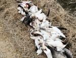 Snow Goose pile after the hunt