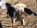 rose with a Mallard Hen , duck hunting Southeast Missouri