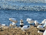 spring snow geese at our pond in NW Missouri