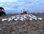 spring snow goose hunting in Southeast Missouri