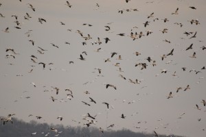 From a Passion to an Obsession: Snow Goose Hunting